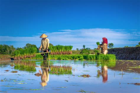  Truyện The Story of the Brave Rice Farmer -  Một Biểu Tượng Cao Cả Cho Tinh Thần Kiên Nghị Và Sự Trung Thành!